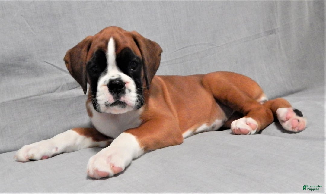 Boxer dogs for sale: Cindy - Image 3