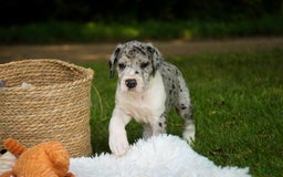 Great Dane dogs for sale: Duke - Image 5