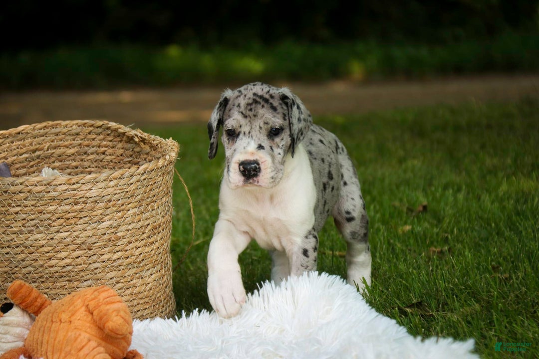 Great Dane dogs for sale: Duke - Image 5