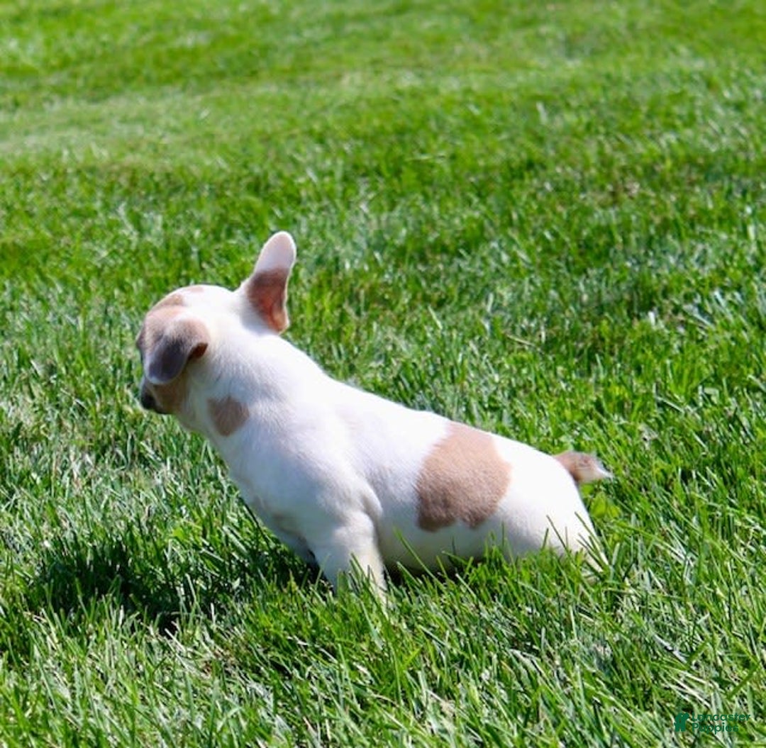 French Bulldog dogs for sale: Wendy - Image 3