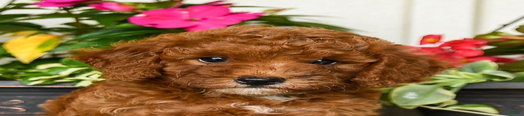Nutmeg