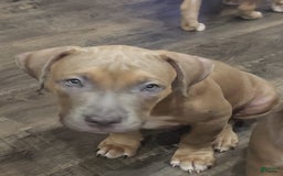 American Bully dogs for sale: Big Hoss - Image 20