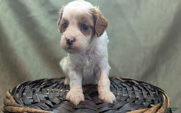 Cavapoo dogs for sale: Buzz - Image 8