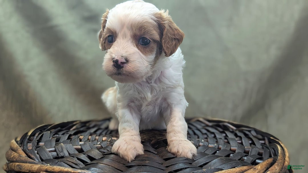 Cavapoo dogs for sale: Buzz - Image 8