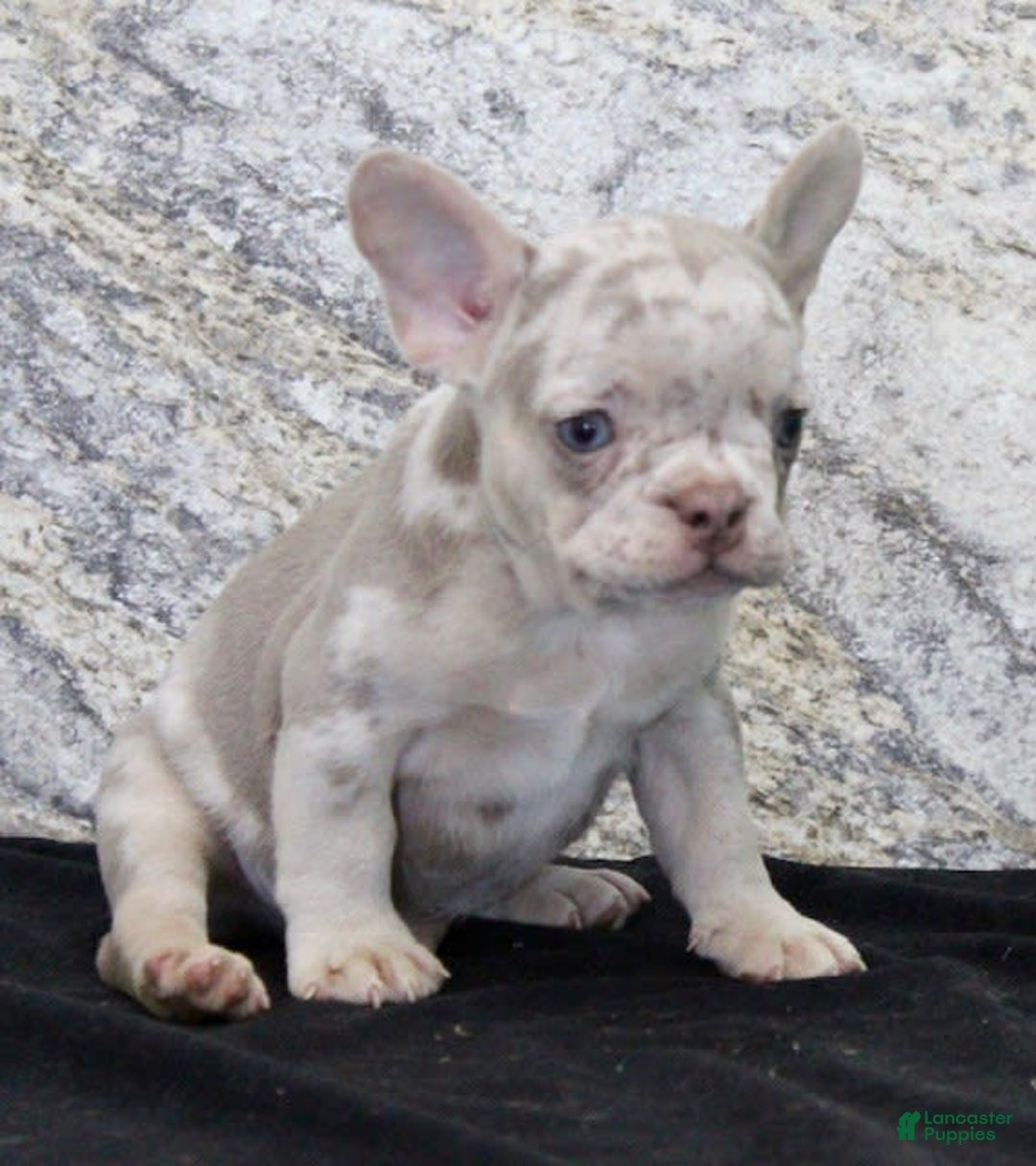 French Bulldog dogs for sale: Wesley - Image 3