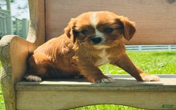 Cavalier King Charles Spaniel dogs for sale: Sunlight - Image 1