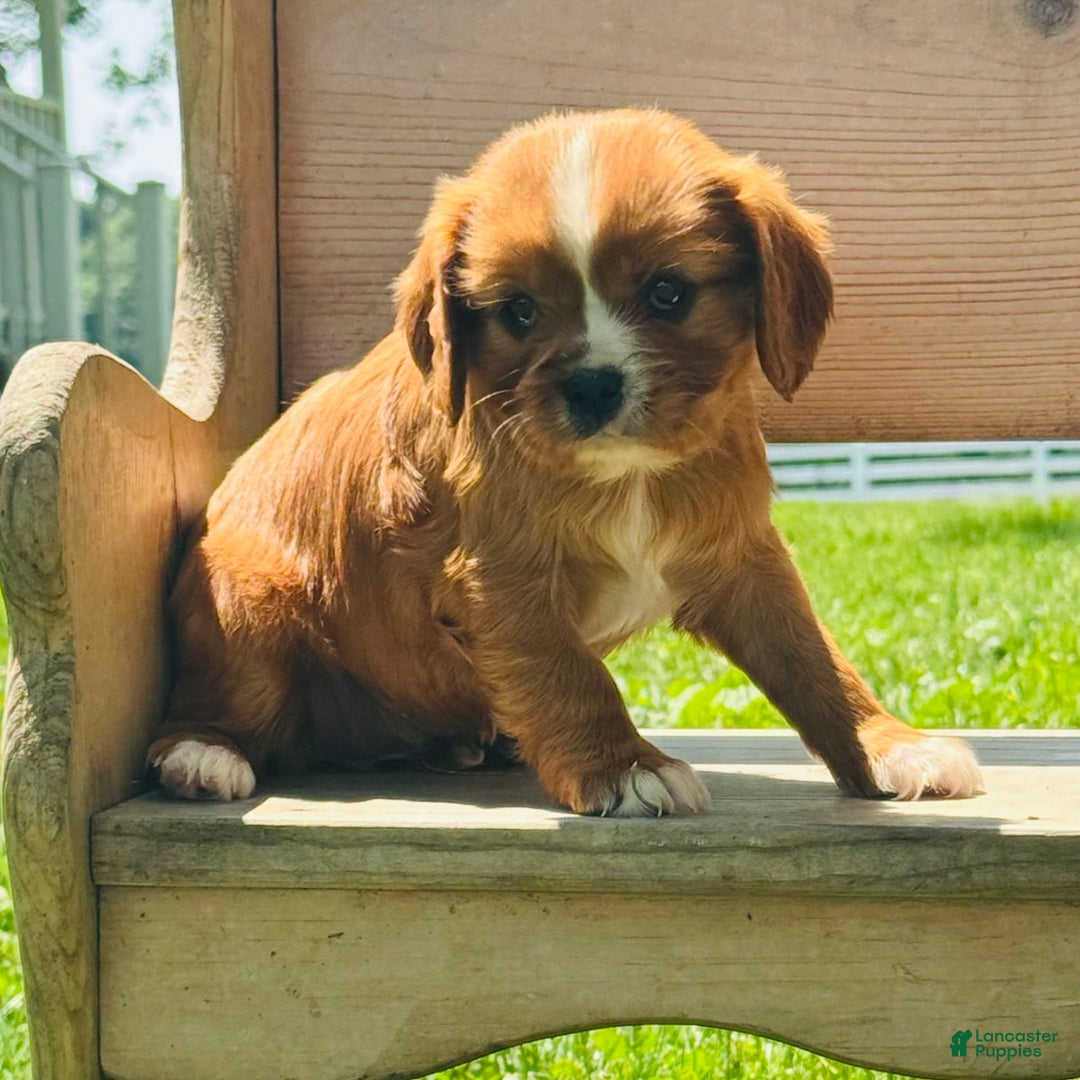 Cavalier King Charles Spaniel dogs for sale: Sunlight - Image 1