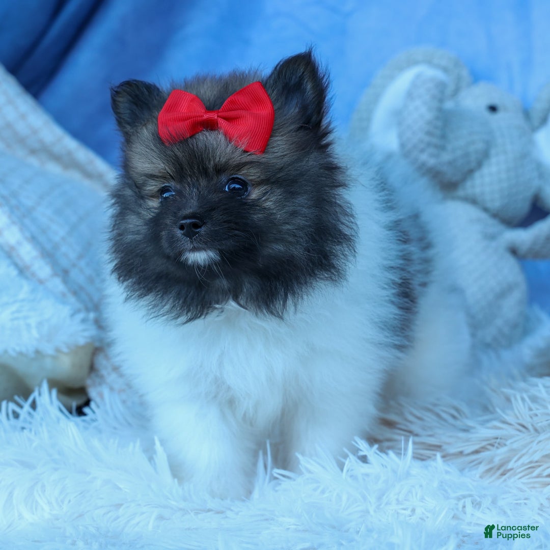 Pomeranian dogs for sale: Betzy - Image 14