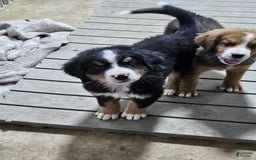 Bernese Mountain Dog dogs for sale: Blue Collar - Image 2