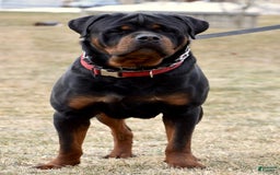 Rottweiler dogs for sale: Everly - Image 4