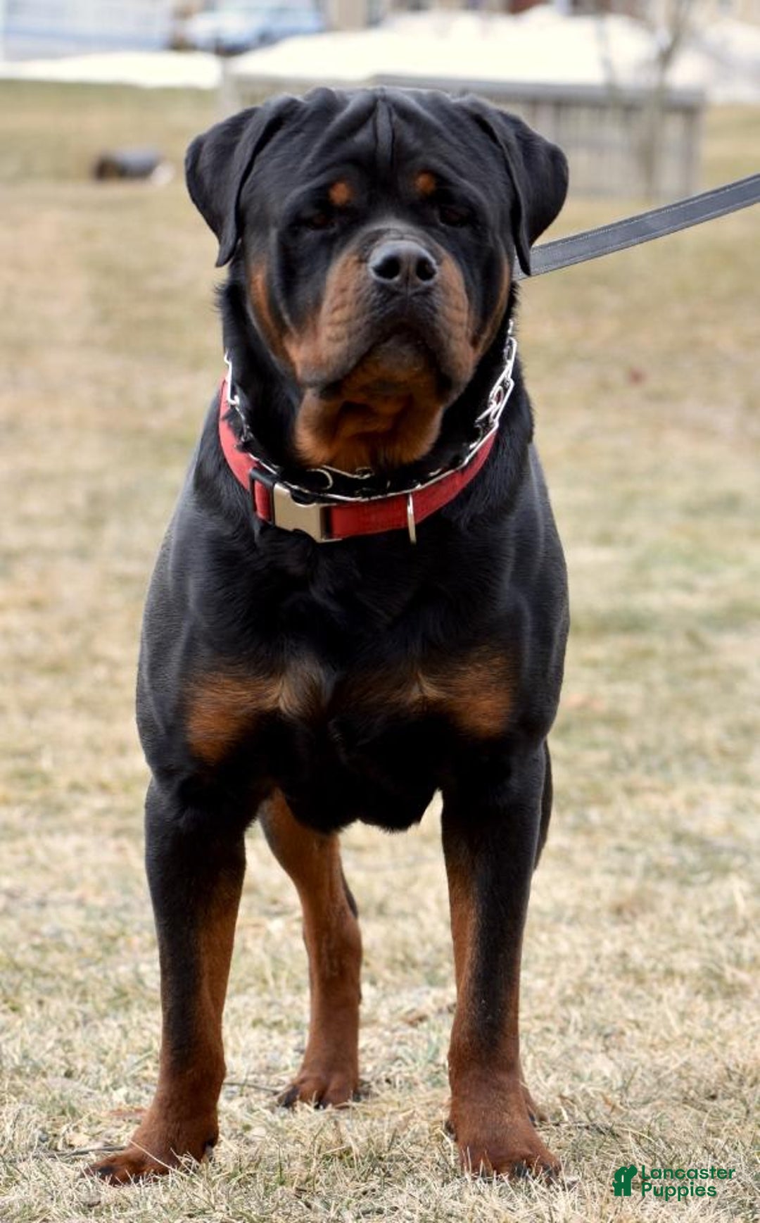 Rottweiler dogs for sale: Everly - Image 4