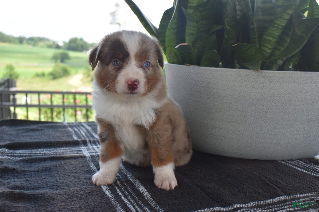 Australian Shepherd dogs for sale: Sunshine The Mini Aussie - Image 2