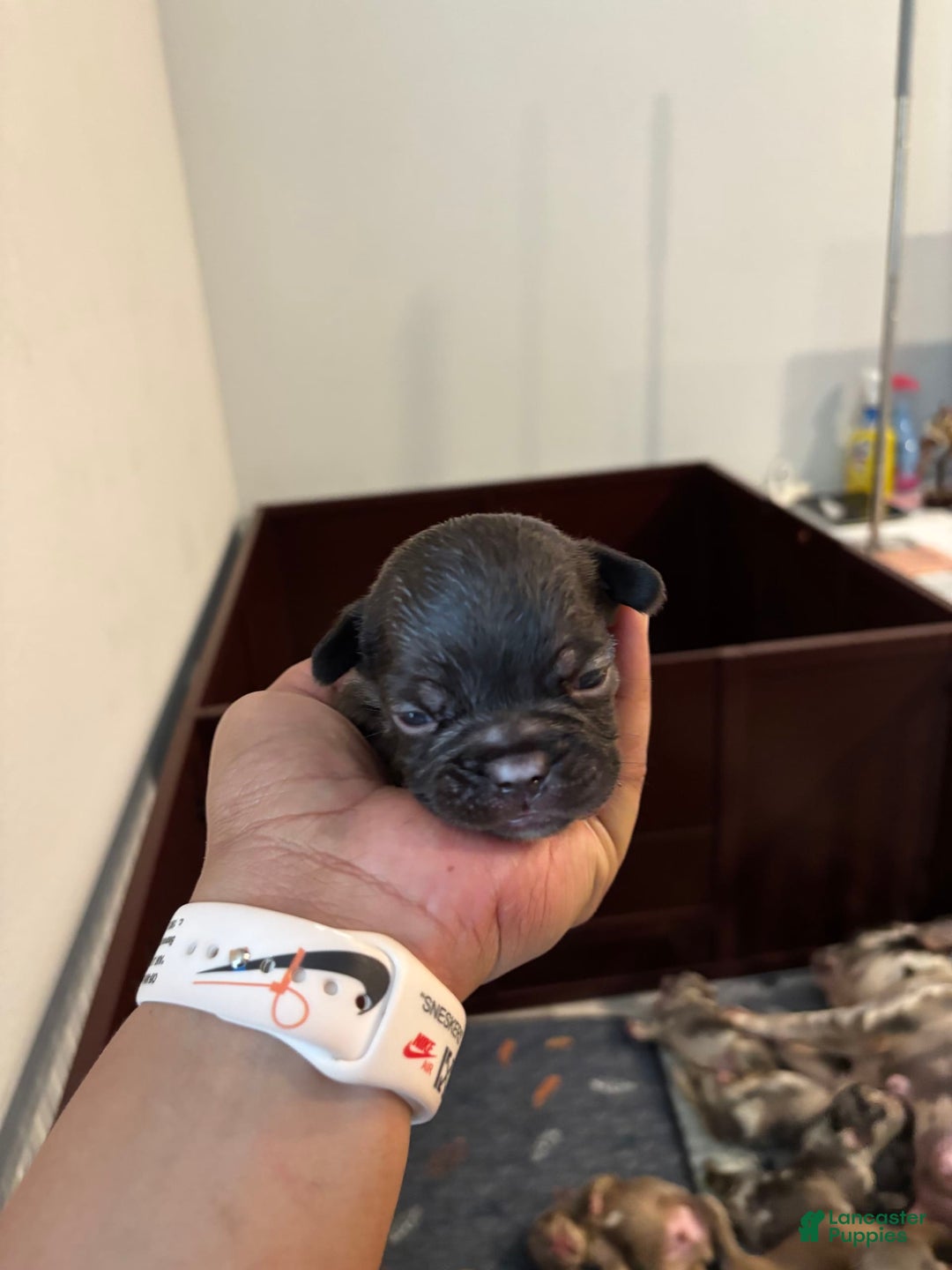 French Bulldog dogs for sale: Rummie - Image 2