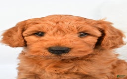 Mini Goldendoodle dogs for sale: Teddy - Image 4