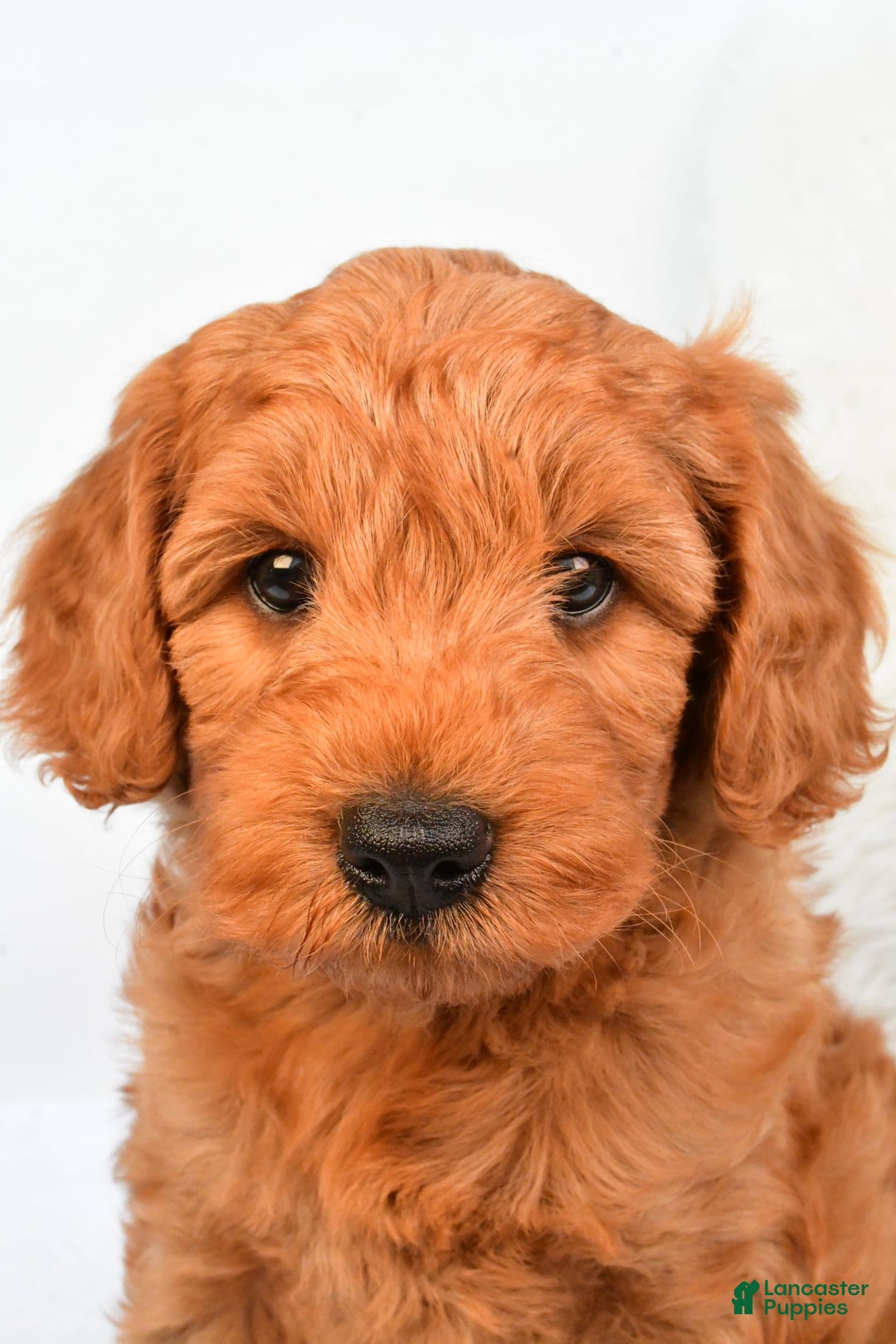 Mini Goldendoodle dogs for sale: Teddy - Image 4