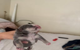 Olde English Bulldogge dogs for sale: Morticia - Image 4