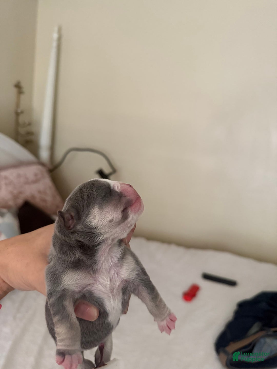 Olde English Bulldogge dogs for sale: Morticia - Image 4