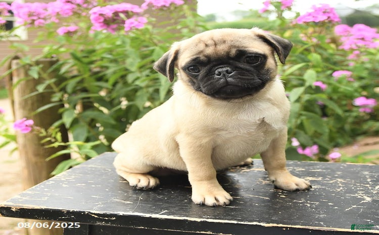 Pug dogs for sale - Ad 4