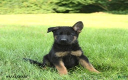 German Shepherd dogs for sale: German Shepherd 8 puppies - Image 18