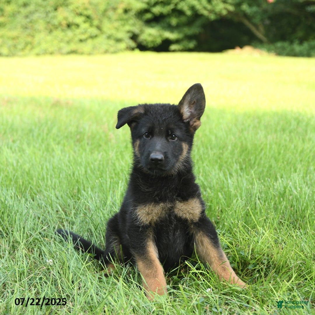 German Shepherd dogs for sale: German Shepherd 8 puppies - Image 18