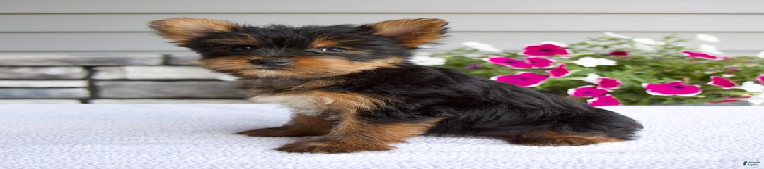 Roxie