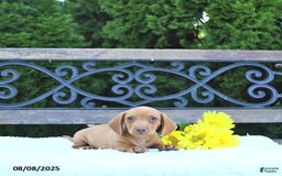 Miniature Dachshund dogs for sale: Otis - Image 2