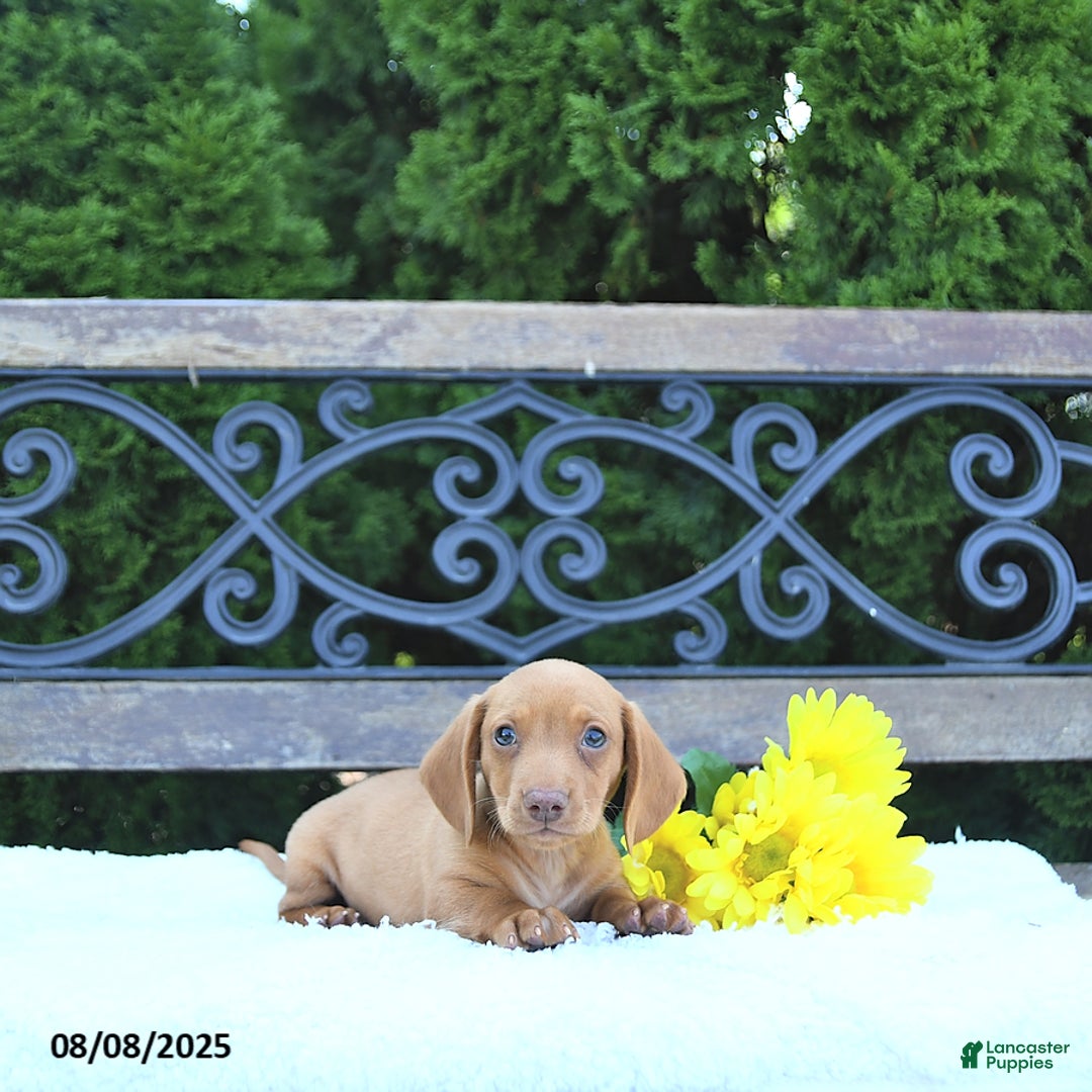 Miniature Dachshund dogs for sale: Otis - Image 2