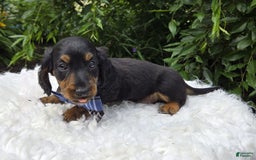 Miniature Dachshund dogs for sale: Bingo - Image 3