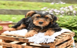 Yorkshire Terrier dogs for sale: Charlie - Image 9