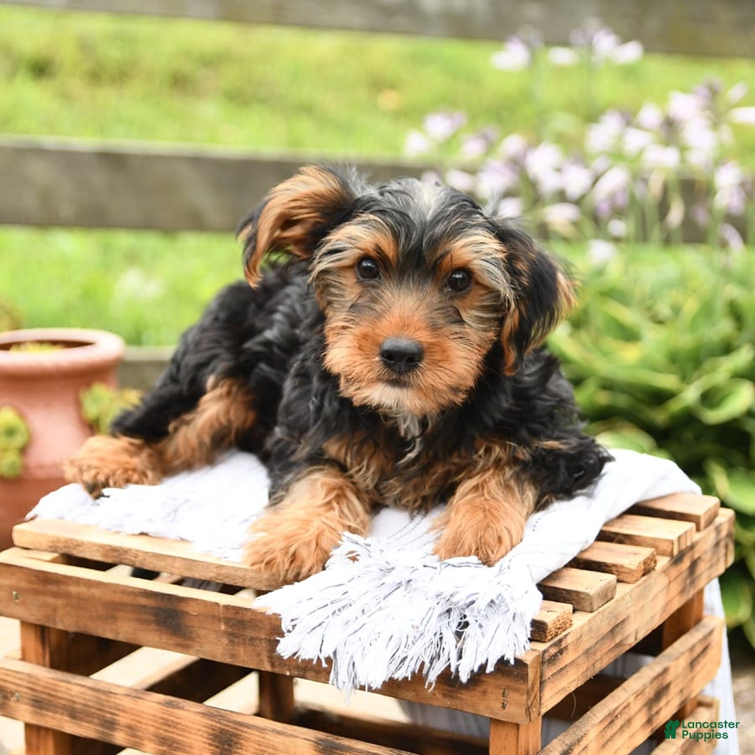 Yorkshire Terrier dogs for sale: Charlie - Image 9