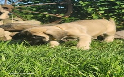 English Mastiff dogs for sale: Peanut - Image 13
