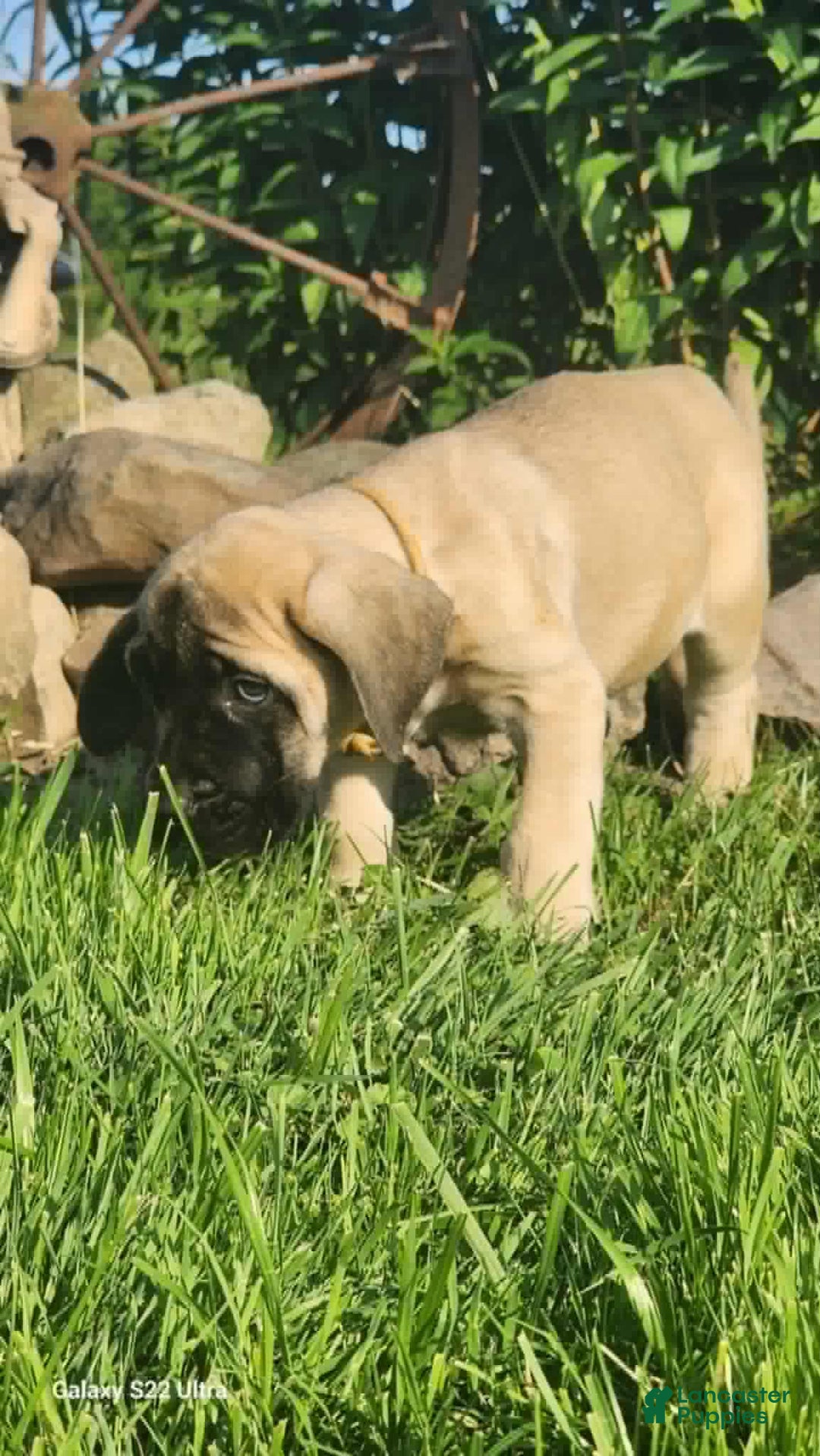 English Mastiff dogs for sale: Peanut - Image 13