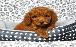Cavapoo dogs for sale: Franklin - Image 4