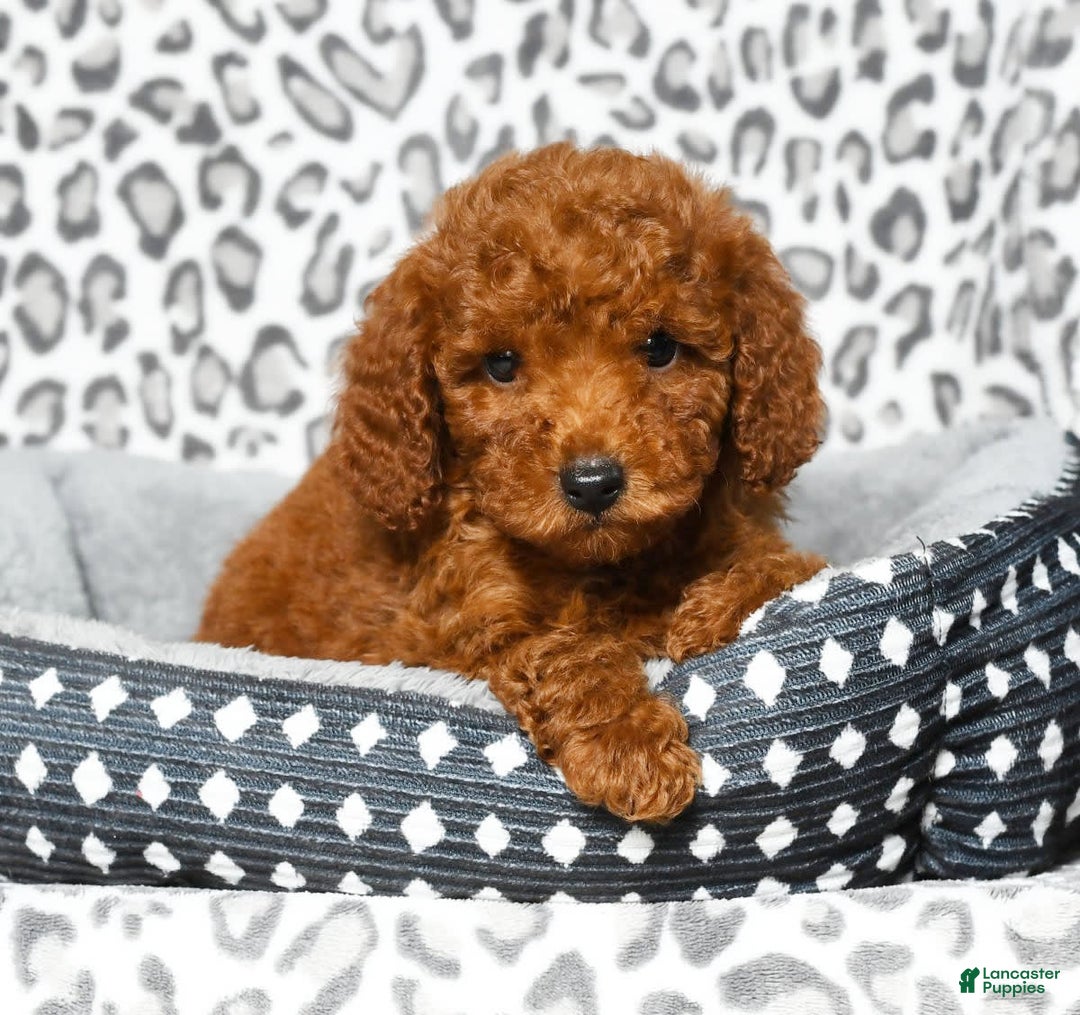 Cavapoo dogs for sale: Franklin - Image 4