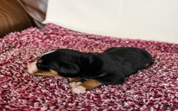 Greater Swiss Mountain Dog dogs for sale: Finn - Image 4
