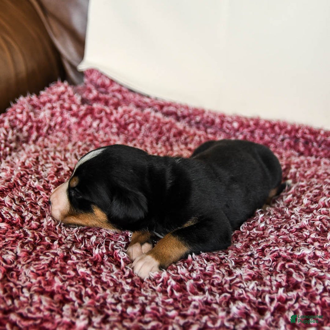 Greater Swiss Mountain Dog dogs for sale: Finn - Image 4