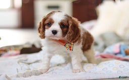 Cavalier King Charles Spaniel dogs for sale: Shiloh - Image 12
