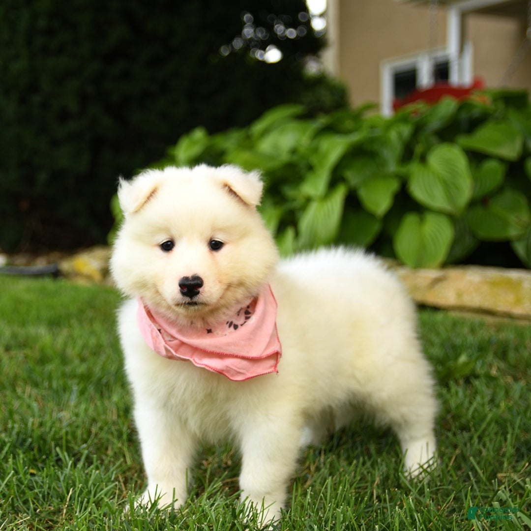 Samoyed dogs for sale: Lilah - Image 2