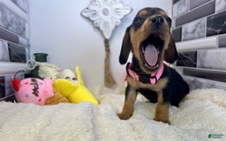 Miniature Dachshund dogs for sale: Jasmine - Image 2