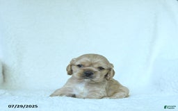 Cocker Spaniel dogs for sale: Sage - Image 2