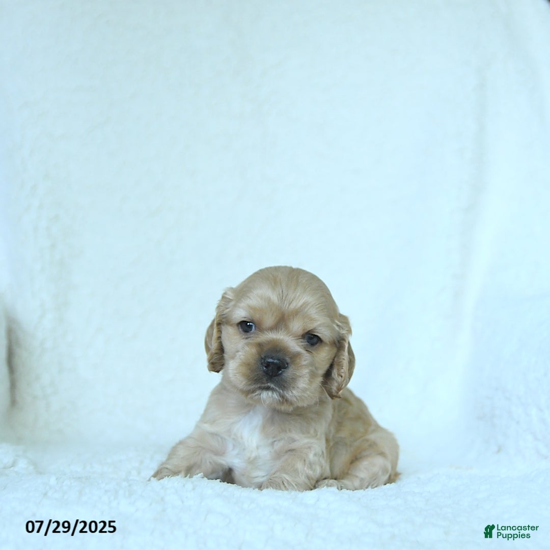 Cocker Spaniel dogs for sale: Sage - Image 2