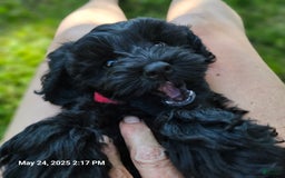 Cockapoo dogs for sale: Caso - Image 4