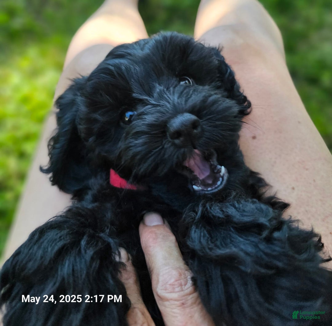 Cockapoo dogs for sale: Caso - Image 4