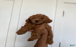 Miniature Poodle dogs for sale: Jasmine - Image 1