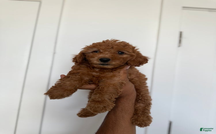 Miniature Poodle dogs for sale - Ad 4