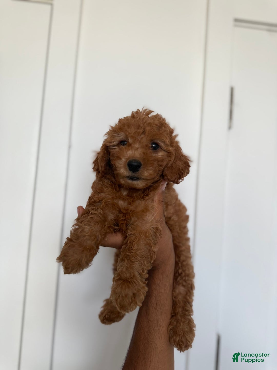Miniature Poodle dogs for sale: Jasmine - Image 1