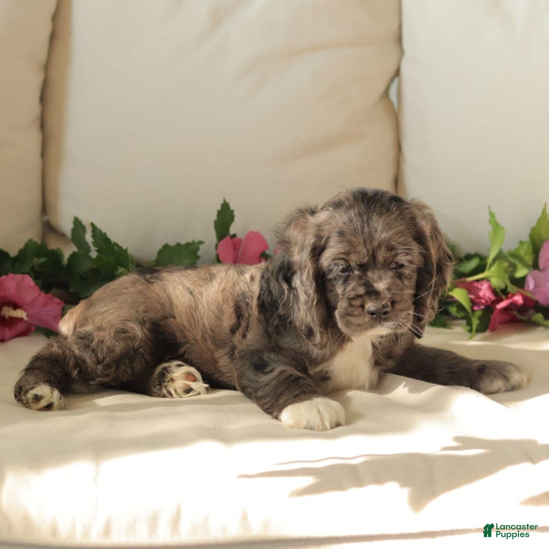 Cocker Spaniel dogs for sale: River - Image 4