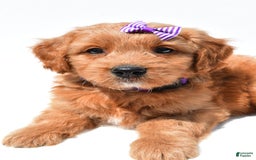 Mini Goldendoodle dogs for sale: Tulip - Image 6