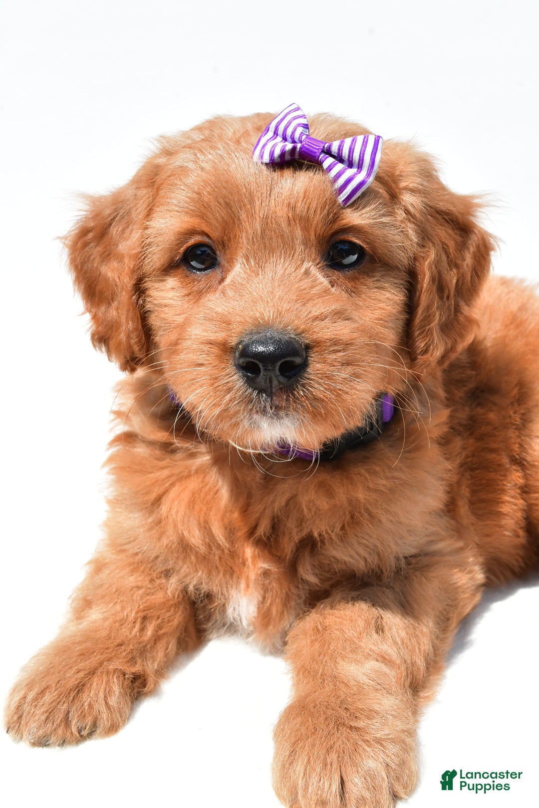 Mini Goldendoodle dogs for sale: Tulip - Image 6