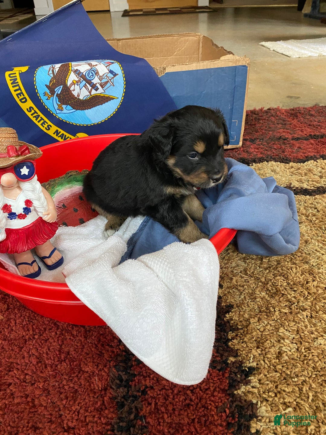 Australian Shepherd dogs for sale: Billy The Kid - Image 4